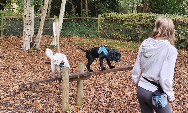 Isabel with Benji on SeeSaw at Hellingly Dog Park